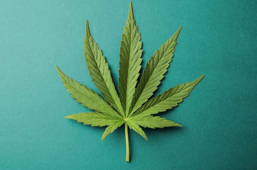 Le CBD dans le sevrage du THC ou comment arrêter le Cannabis