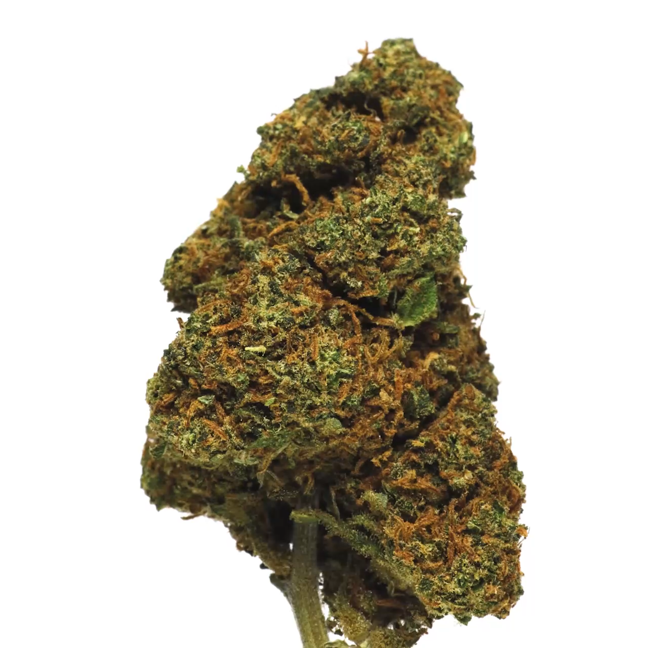 🎁 SWISS CHEESE CBD 🧘♂️ (100% off)