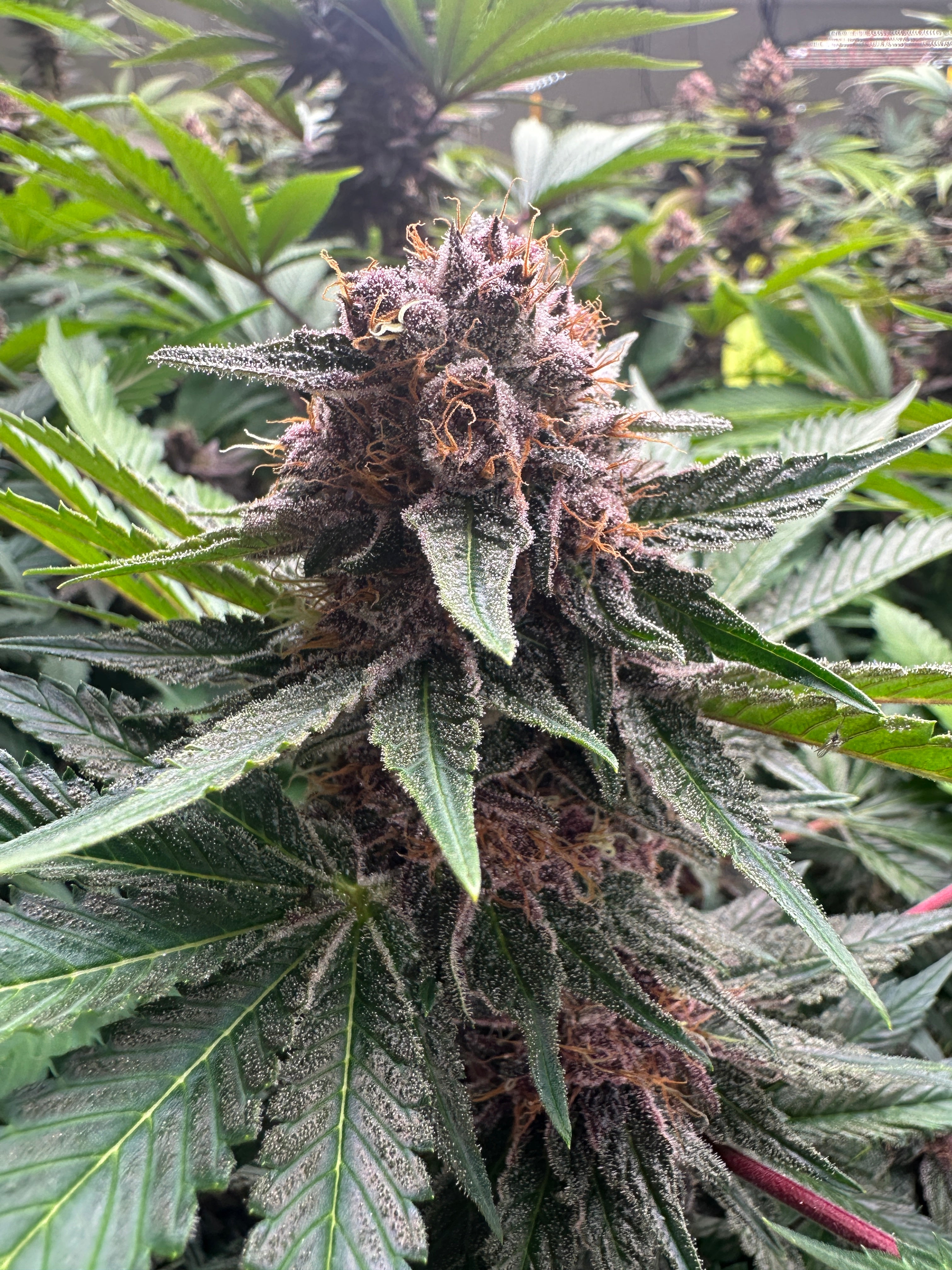 FORBIDDEN FRUIT 🍇