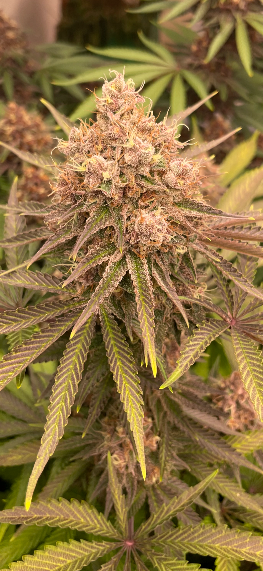 PLATINIUM PLANTHER 🐆